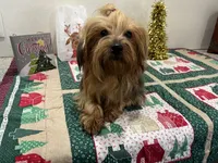 Chloe, a female Yorkshire Terrier for sale in Wingate, NC – Photo 1 of 5