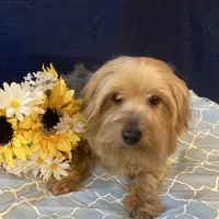 Chloe, a female Yorkshire Terrier for sale in Wingate, NC – Photo 5 of 5