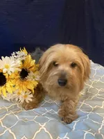 Chloe, a female Yorkshire Terrier for sale in Wingate, NC – Photo 5 of 5