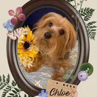 Chloe, a female Yorkshire Terrier for sale in Wingate, NC – Photo 2 of 5