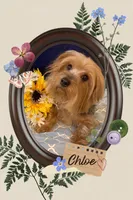 Chloe, a female Yorkshire Terrier for sale in Wingate, NC – Photo 2 of 5