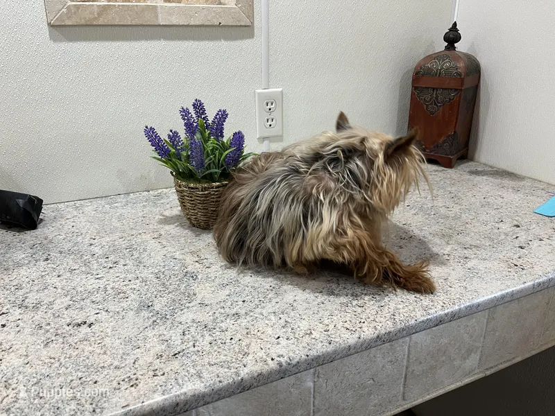 Breezy – Yorkshire Terrier puppy for sale in Wingate, NC