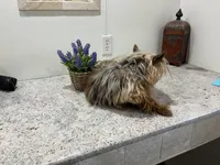 Breezy, a female Yorkshire Terrier for sale in Wingate, NC – Photo 3 of 3