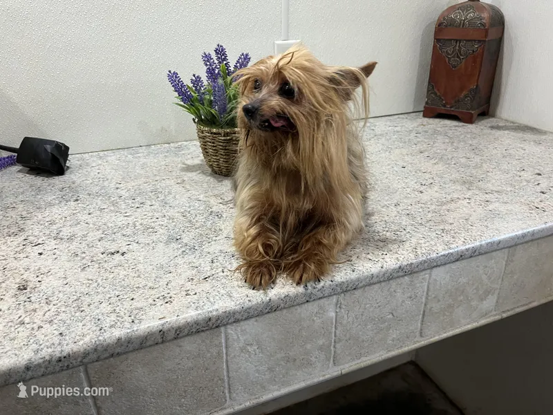 Breezy – Yorkshire Terrier puppy for sale in Wingate, NC