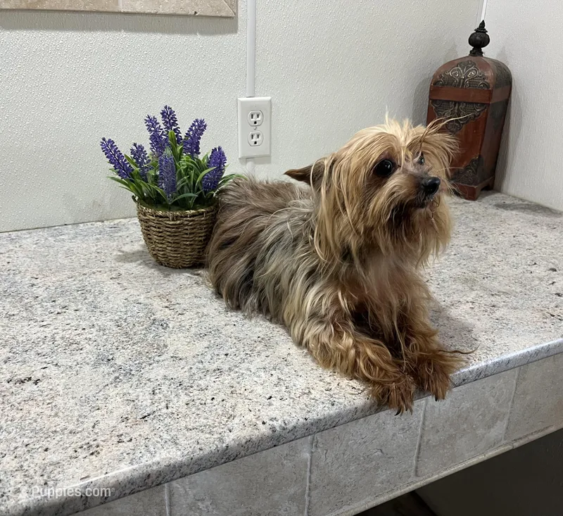 Breezy – Yorkshire Terrier puppy for sale in Wingate, NC