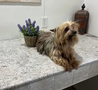 Breezy, a female Yorkshire Terrier for sale in Wingate, NC – Photo 1 of 3