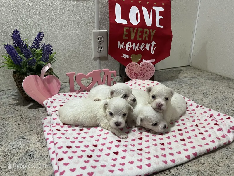 WILLOW – Maltese puppy for sale in Wingate, NC