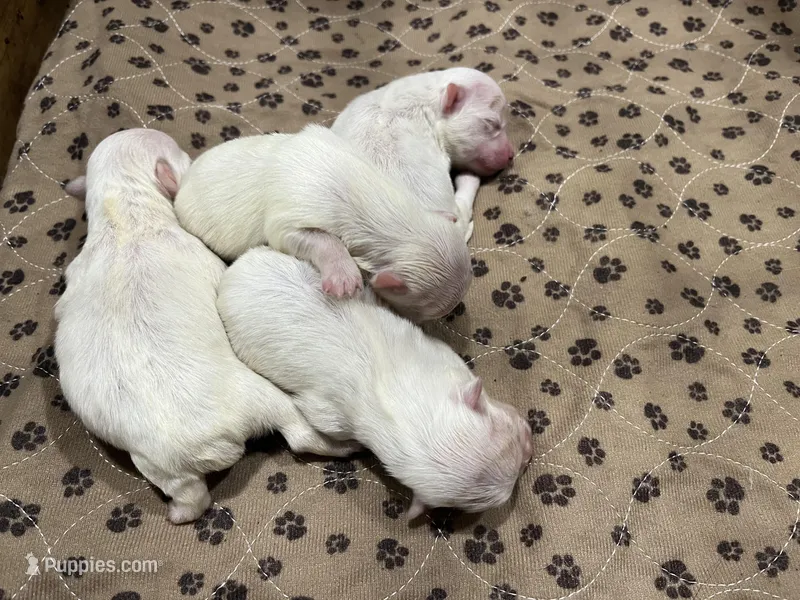 WILLOW – Maltese puppy for sale in Wingate, NC