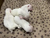 WILLOW, a female Maltese for sale in Wingate, NC – Photo 3 of 3