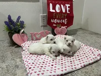 WILLOW, a female Maltese for sale in Wingate, NC – Photo 2 of 3