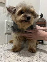 Eli Jr., a male Yorkshire Terrier for sale in Wingate, NC – Photo 1 of 3