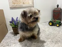 Eli Jr., a male Yorkshire Terrier for sale in Wingate, NC – Photo 3 of 3