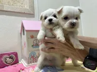 WILLOW, a female Maltese for sale in Wingate, NC – 4 of 8