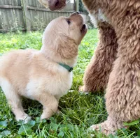 Bluey, a male Goldendoodle for sale in Saint Joseph, MO – 8 of 10