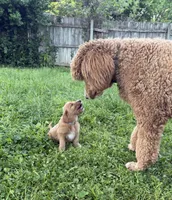 Chili, a male Goldendoodle for sale in Saint Joseph, MO – 7 of 10