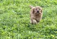 Duke, a male Goldendoodle for sale in Saint Joseph, MO – 8 of 9