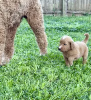 Chili, a male Goldendoodle for sale in Saint Joseph, MO – 8 of 10