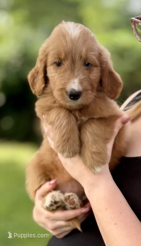 Chili – Goldendoodle puppy for sale in Saint Joseph, MO