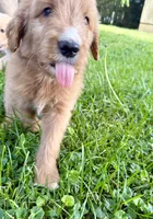Chili, a male Goldendoodle for sale in Saint Joseph, MO – 4 of 10