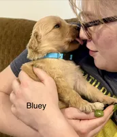 Bluey, a male Goldendoodle for sale in Saint Joseph, MO – 6 of 10
