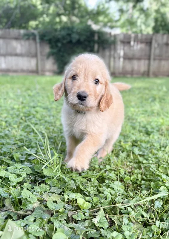 Bluey – Goldendoodle puppy for sale in Saint Joseph, MO