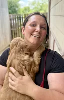 Duke, a male Goldendoodle for sale in Saint Joseph, MO – 9 of 9