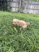 Bluey, a male Goldendoodle for sale in Saint Joseph, MO – 10 of 10