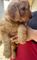 Duke, a male Goldendoodle for sale in Saint Joseph, MO – 7 of 9