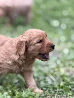 Duke, a male Goldendoodle for sale in Saint Joseph, MO – 4 of 9