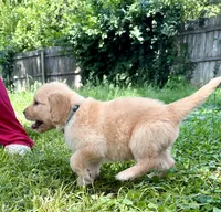 Bluey, a male Goldendoodle for sale in Saint Joseph, MO – 7 of 10