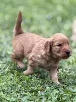 Duke, a male Goldendoodle for sale in Saint Joseph, MO – 5 of 9