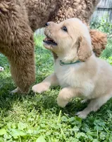 Bluey, a male Goldendoodle for sale in Saint Joseph, MO – 2 of 10