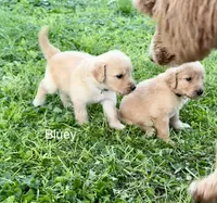 Bluey, a male Goldendoodle for sale in Saint Joseph, MO – 4 of 10