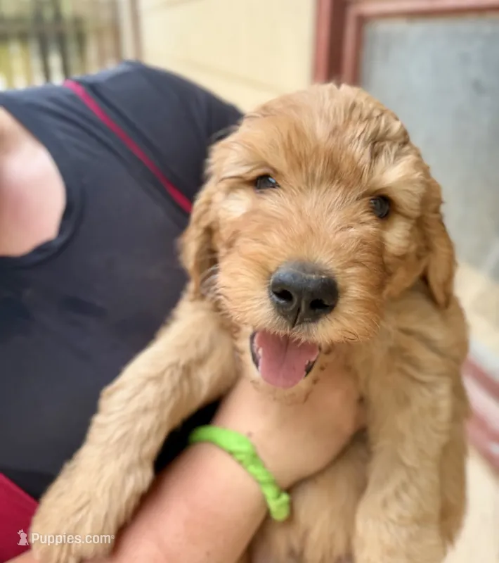 Duke – Goldendoodle puppy for sale in Saint Joseph, MO