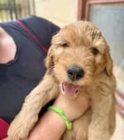 Duke, a male Goldendoodle for sale in Saint Joseph, MO – 1 of 9