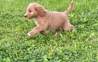 Chili, a male Goldendoodle for sale in Saint Joseph, MO – 5 of 10