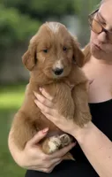 Chili, a male Goldendoodle for sale in Saint Joseph, MO – 2 of 10