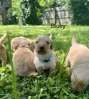 Bluey, a male Goldendoodle for sale in Saint Joseph, MO – 3 of 10