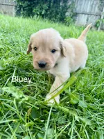 Bluey, a male Goldendoodle for sale in Saint Joseph, MO – 1 of 10