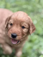 Duke, a male Goldendoodle for sale in Saint Joseph, MO – 3 of 9