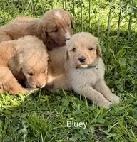 Bluey, a male Goldendoodle for sale in Saint Joseph, MO – 5 of 10