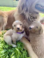 Chili, a male Goldendoodle for sale in Saint Joseph, MO – 10 of 10