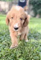 Chili, a male Goldendoodle for sale in Saint Joseph, MO – 3 of 10