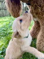Bluey, a male Goldendoodle for sale in Saint Joseph, MO – 9 of 10
