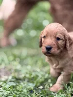 Duke, a male Goldendoodle for sale in Saint Joseph, MO – 2 of 9