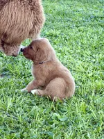 Chili, a male Goldendoodle for sale in Saint Joseph, MO – 9 of 10