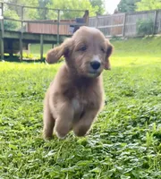 Chili, a male Goldendoodle for sale in Saint Joseph, MO – 6 of 10