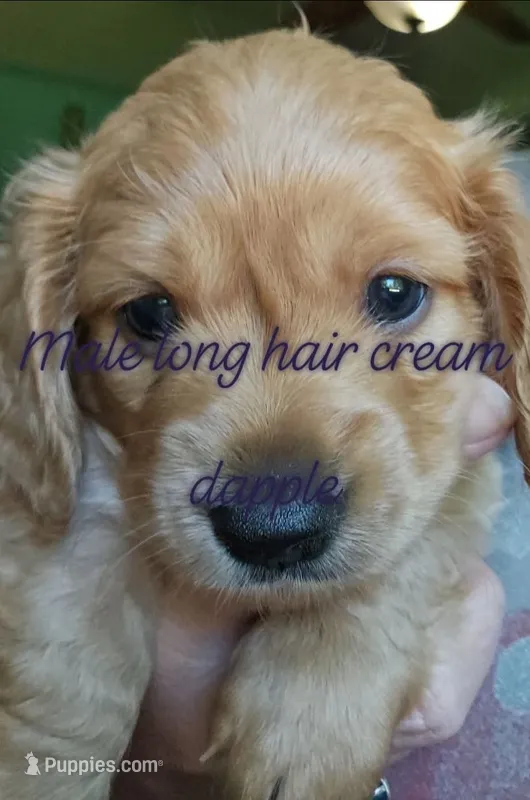 Sparky AKC  longhair cream – Miniature Dachshund puppy for sale in Gilmer, TX
