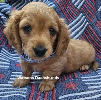 Sparky AKC  longhair cream, a male Miniature Dachshund for sale in Gilmer, TX – 3 of 3