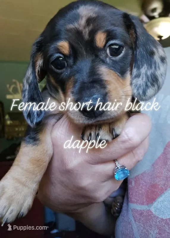 UNAVAILABLE Lola  AKC Dapple smooth – Miniature Dachshund puppy for sale in Gilmer, TX